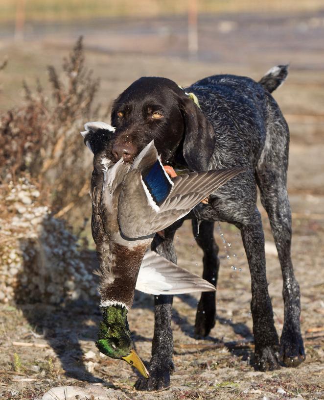 Gun Dog Training