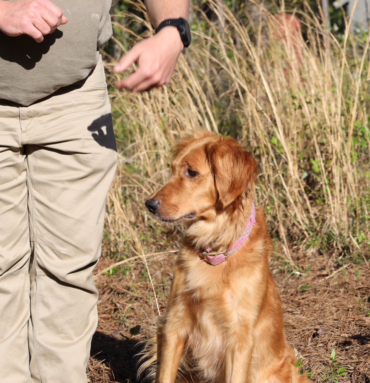 Obedience Training